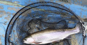 A fin-perfect, stillwater rainbow