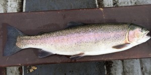 A fin perfect, 7lb rainbow from Lough Lene, July 2015