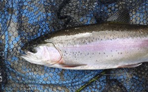 A handsome, fully-finned rainbow 