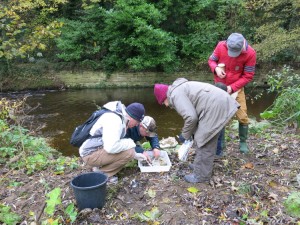 Sampling Dodder Nov 2012