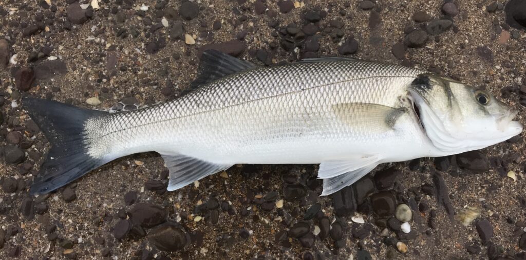 Natural Resources Wales – Inshore Tracking of Migratory Fish Species ...