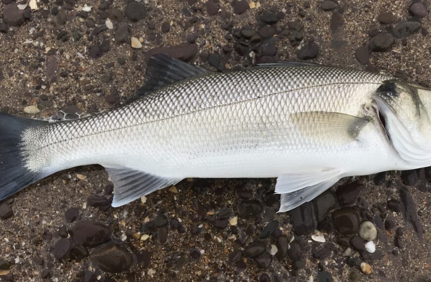 Natural Resources Wales – Inshore Tracking of Migratory Fish Species